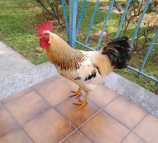 Il gallo allontanato dagli Airali