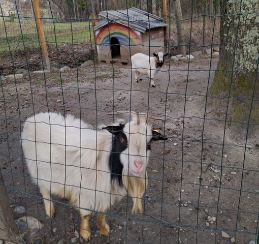 Erbetta (in secondo piano) con Gianbanto (davanti) Erbetta (in secondo piano) con Gianbanto (davanti)