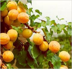 Alle origini della nostra tavola: la cooperativa frutticola Albifrutta Alle origini della nostra tavola: la cooperativa frutticola Albifrutta