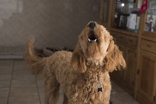 Amicizia uomo-cane: un legame indissolubile che dura da millenni