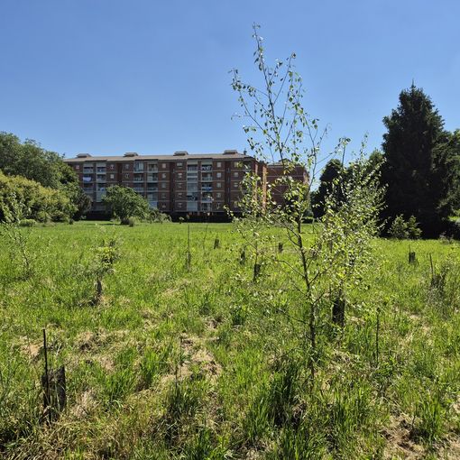 Il pericolo dell’estinzione e le storia di Umanimali al Bosco Urbano Partecipato di Pinerolo