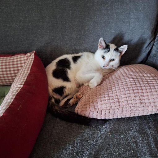 Amanti dei gatti al lavoro nel Pinerolese per portare a termine la missione di Cinzia