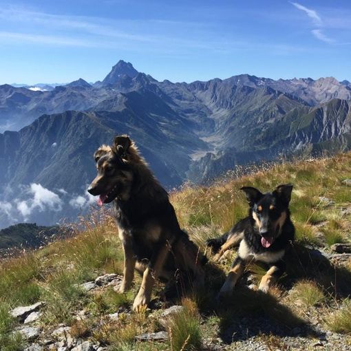 Argo e Fiamma sulle alture della Val Germanasca