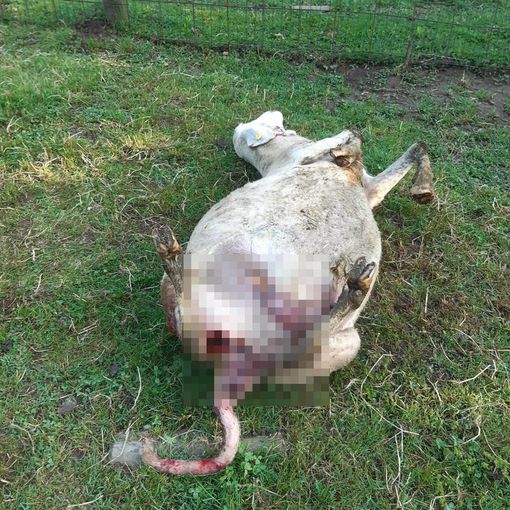 Bibiana: lupi a caccia nell’agriturismo San Nazario