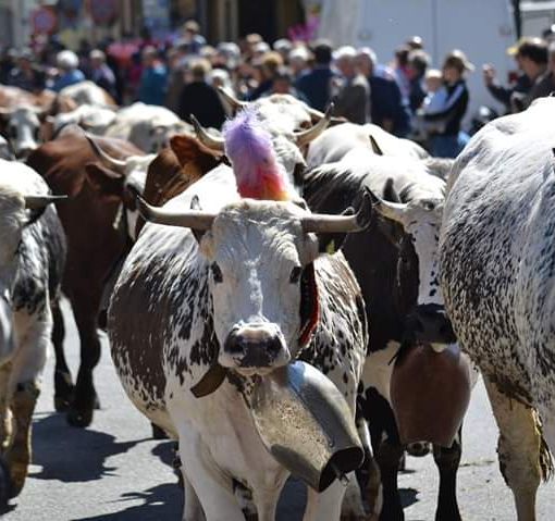 Un momento di una passata edizione de ‘La Fîra ’d la Calà’ di Bobbio Pellice