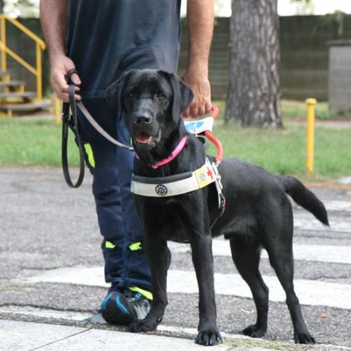 La ‘Febbre del venerdì sera’ porterà nel Pinerolese un nuovo cane guida