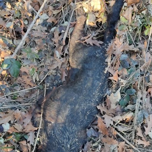 Cane morto a Carmagnola: indagato un abitante di San Secondo di Pinerolo