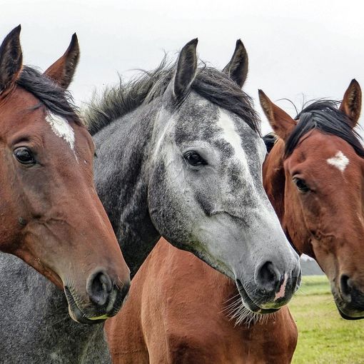 San Donato sale a cavallo e torna al medioevo