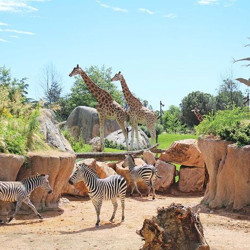 Zoom di Cumiana lancia ‘Grrreen’, il festival della biodiversità