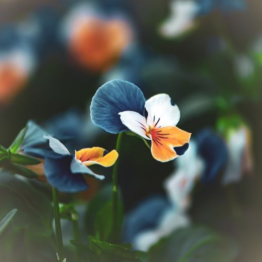 Cavour ritorna ‘in fiore’, sperando di “portare un po’ di luce”