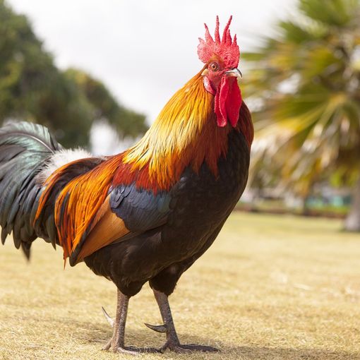 Disturbava il sonno degli abitanti di Luserna San Giovanni: la Polizia locale fa allontanare un gallo