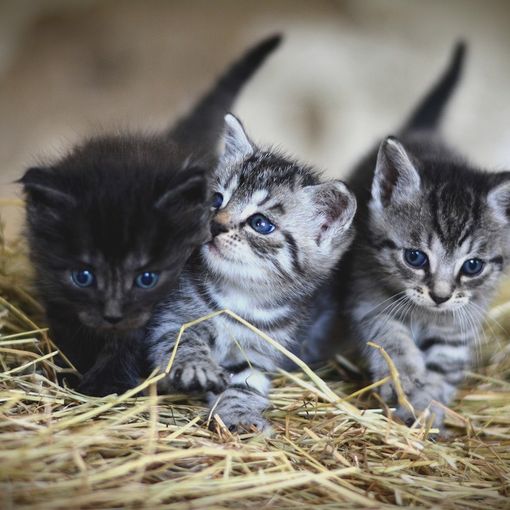 Una casa per i gatti vicino ad anziani e bambini di Pascaretto