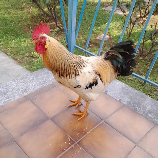 Il gallo allontanato dagli Airali