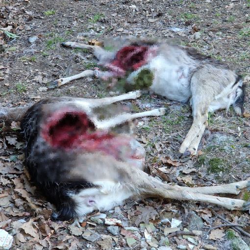 Due dei tre daini predati