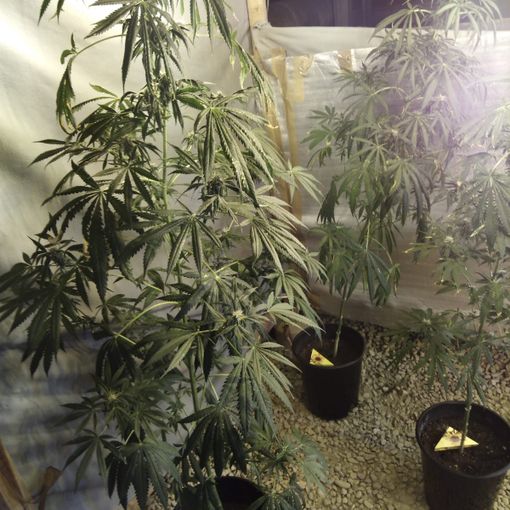 La marijuana ritrovata nel Palaghiaccio di Pinerolo