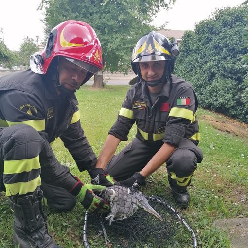 Airone si incastra in una recinzione, liberato dai Vigili del fuoco di Pinerolo