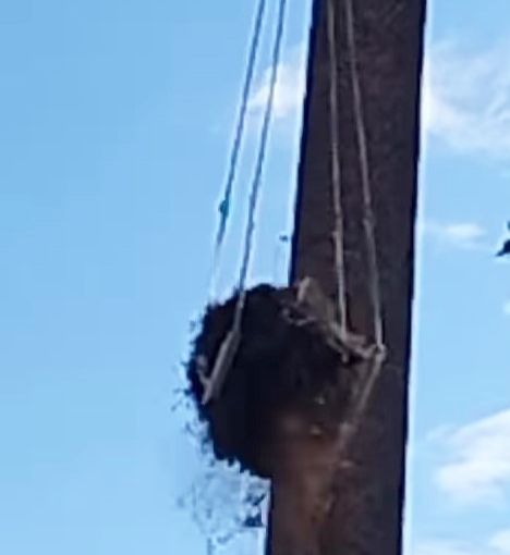 Il crollo del nido