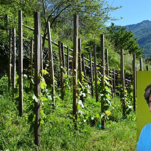 Moreno Soster e la sua vigna