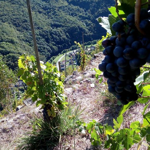 Le vigne di Pomaretto