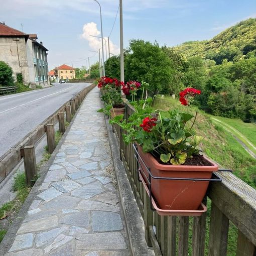 Alcuni dei fiori piantati dalla Pro loco