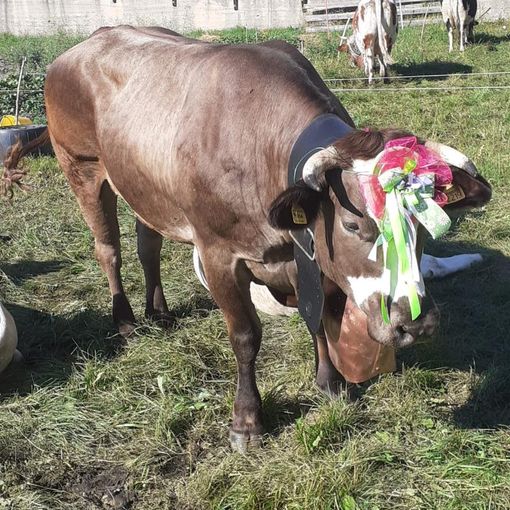 Francesca Guigas (alpeggio Grand Puy) fa il tris con Frida