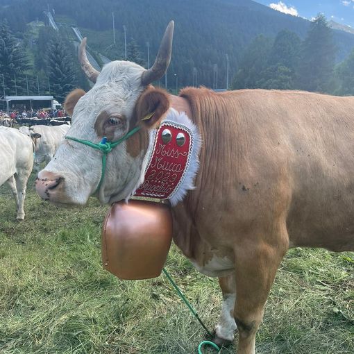 La Miss Mucca Risulin