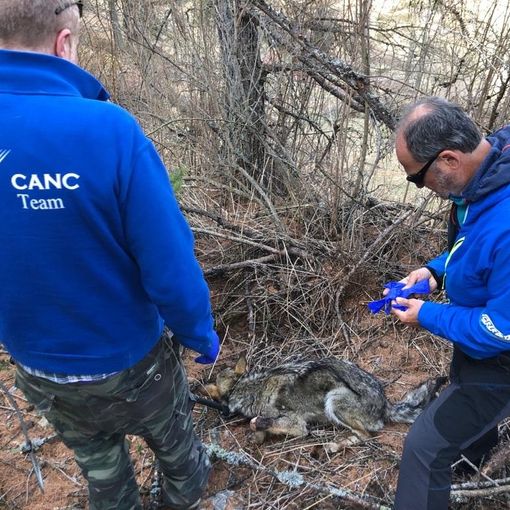 Il soccorso alla lupa