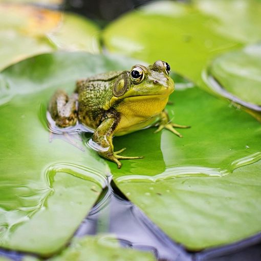 Frossasco: una rana aiuta a riflettere su biodiversità e ambiente