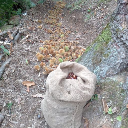 Val Pellice: brutta annata per le castagne, ma i raccoglitori del ‘fine settimana’ continuano ad arrivare