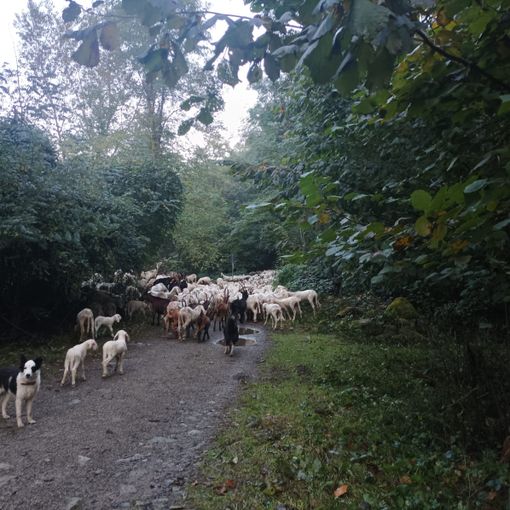 Un gregge lungo la via dei Pastori