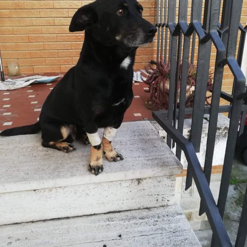 Diablo ce l’ha fatta ed è tornato a casa a Villafranca Piemonte