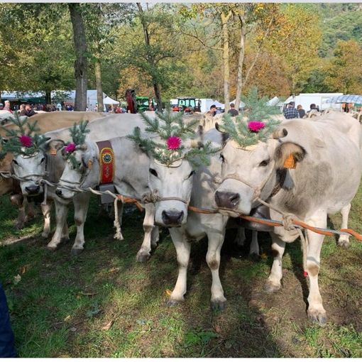 Villar Pellice in festa tra bovini, ovini, caprini e un Quarto eccedente