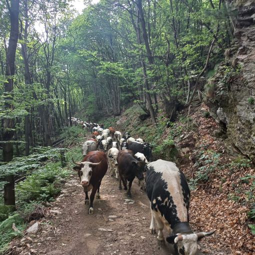 La salita agli alpeggi dell'Alta Val Pellice sulla via dei pastori