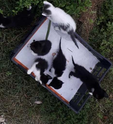 Sei gattini abbandonati salvati stamattina a Virle