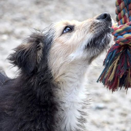 Cinque per mille in dichiarazione dei redditi agli Amici del Rifugio di Cavour: basta poco per aiutare molto