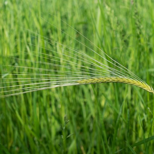 Azienda operante in agricoltura nel settore seminativi ricerca collaboratore