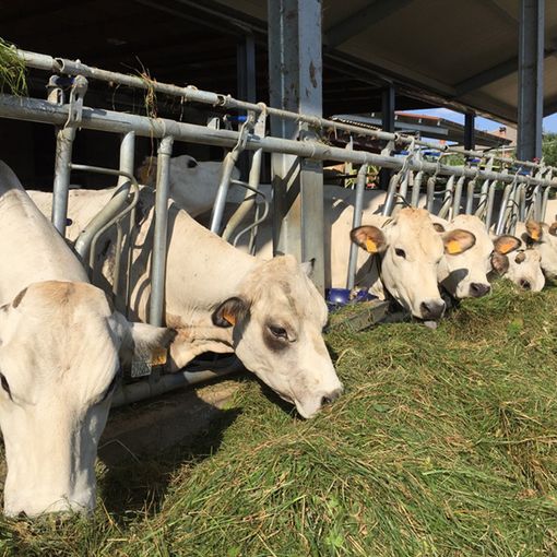 Confagricoltura e Coldiretti chiedono alla Regione un piano straordinario per sostenere gli allevamenti bovini