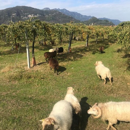 E se fosse una pecora nana a prendersi cura del tuo spazio verde?