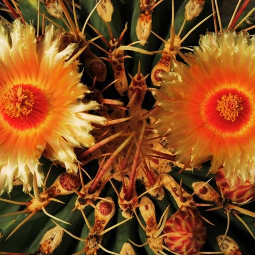 Fiori: un viaggio in mezzo alle spine