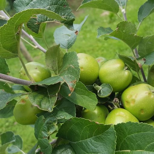 Coldiretti:&quot;Le temperature sotto zero mettono a dura prova le colture made in Piemonte&quot;