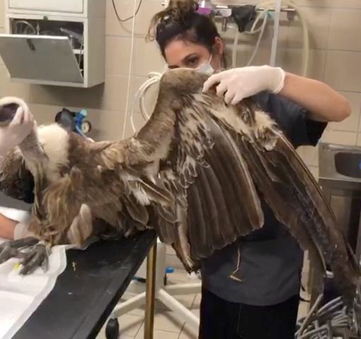 Fisioterapia passiva per aiutare il grifone Godric a recuperare l'uso delle ali