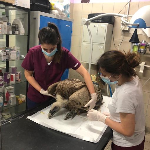Grifone ritrovato ferito a Torre Pellice, i veterinari cercano di salvargli la vita