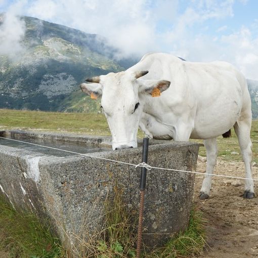 A Pian Munè di Paesana il laboratorio “Lo sai come si fa il formaggio?”