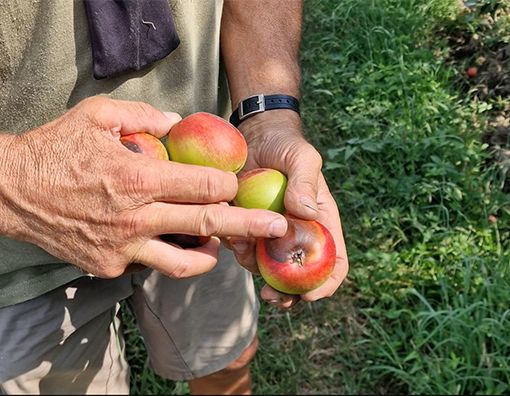 Caldo afoso, il fenomeno nuovo della frutta che “si scotta”: nel Torinese già perso il 15% dei raccolti