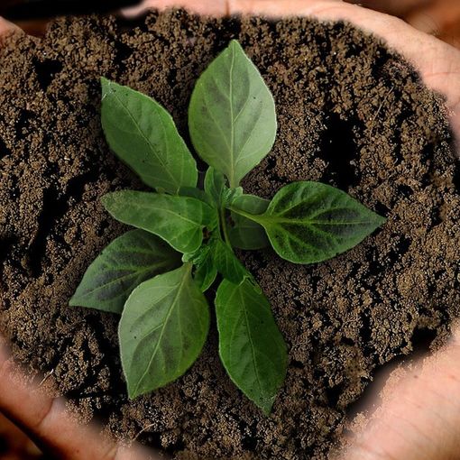 ItaliaViva fa il punto sull’agricoltura del Pinerolese