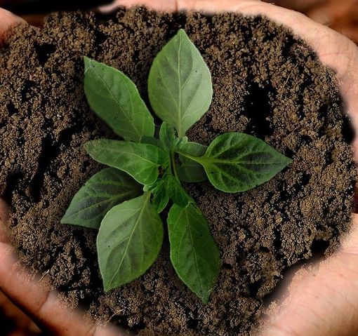 Agricoltura: contributi per oltre 3 milioni di euro a favore delle filiere corte dei mercati locali e delle attività promozionali