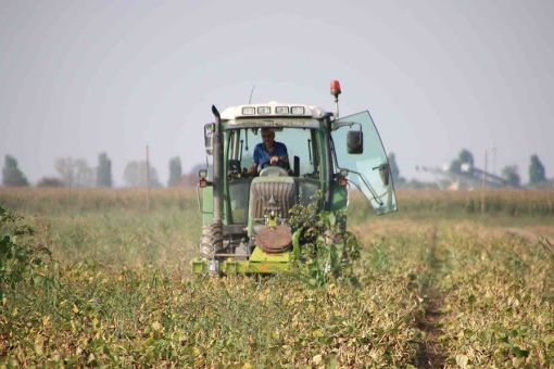 campo coltivato