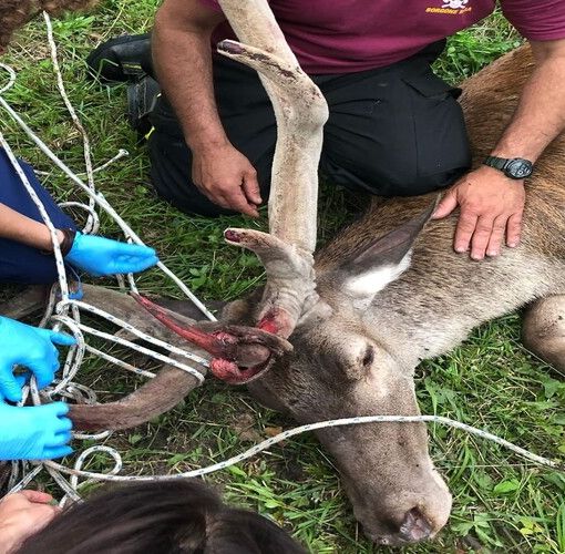 animale ferito e soccorso da mani umane animale ferito e soccorso da mani umane