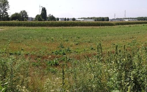 area verde vadò