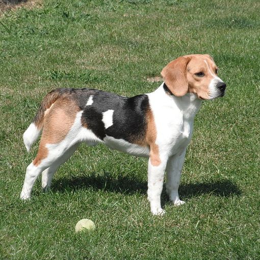 Il biometano di Acea farà correre anche i cani del canile di Pinerolo